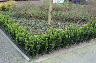 Euonymus japonicus 'Green Spire' C10 40-50
