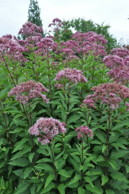 Eupatorium maculatum 'Atropurpureum' Rosenflockel i kruka Eupatorium maculatum 'Atropurpureum'