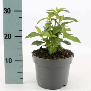 Eupatorium maculatum 'Atropurpureum' Rosenflockel i kruka Eupatorium maculatum 'Atropurpureum'