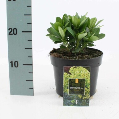 Euphorbia amygdaloides 'Robbiae' Mandeltörel i kruka Euphorbia amygdaloides 'Robbiae'