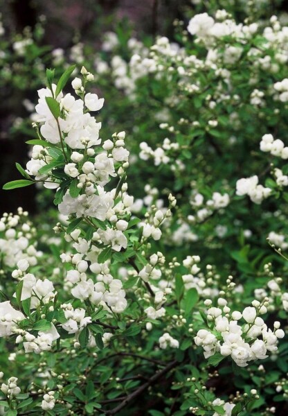 Exochorda × macrantha 'The Bride' C5 40-60
