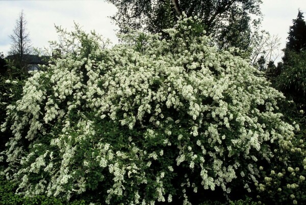 Exochorda macrantha 'The Bride' buske