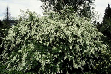 Exochorda × macrantha 'The Bride' C5 40-60