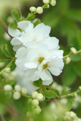 Exochorda × macrantha 'The Bride' C5 40-60
