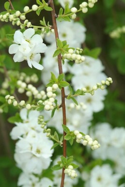 Exochorda × macrantha 'The Bride' C5 40-60