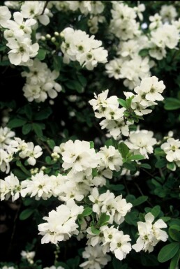 Exochorda × macrantha 'The Bride' C5 40-60