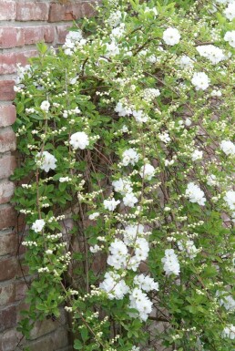 Exochorda × macrantha 'The Bride' C5 40-60