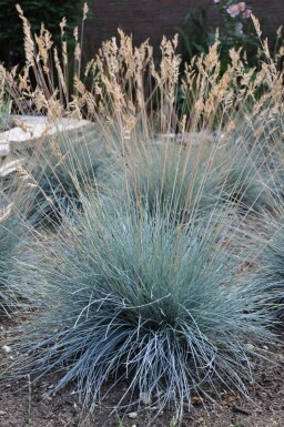 Festuca glauca 'Elijah Blue' Blåsvingel i kruka Festuca glauca 'Elijah Blue'