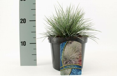Festuca glauca 'Elijah Blue' Blåsvingel i kruka Festuca glauca 'Elijah Blue'