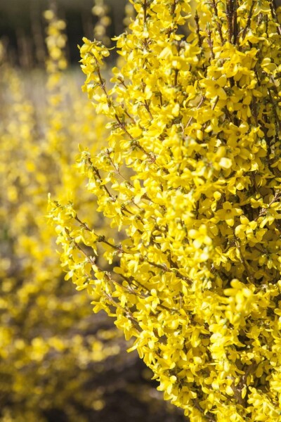 Forsythia × intermedia 'Goldrausch' C3 40-50