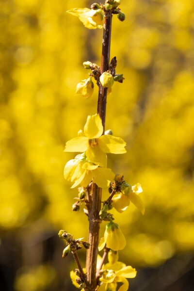 Forsythia intermedia 'Goldrausch' buske