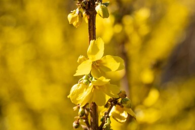 Forsythia × intermedia 'Goldrausch' C3 40-50