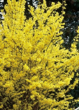 Forsythia intermedia 'Spectabilis' Hybridforsythia i kruka Forsythia intermedia 'Spectabilis' buske