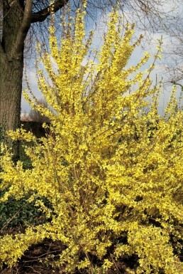 Forsythia intermedia 'Weekend' Hybridforsythia i kruka Forsythia intermedia 'Weekend' buske