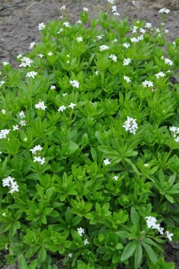 Galium odoratum Tuoksumatara i kruka Galium odoratum