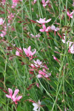 Gaura lindheimeri 'Siskiyou Pink' Sommarljus i kruka Gaura lindheimeri 'Siskiyou Pink'