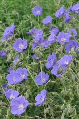 Geranium 'Brookside' Trädgårdsnäva i kruka Geranium 'Brookside'