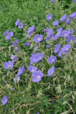 Geranium 'Brookside' Trädgårdsnäva i kruka Geranium 'Brookside'