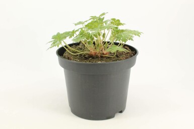 Geranium 'Johnson's Blue' Trädgårdsnäva i kruka Geranium 'Johnson's Blue'