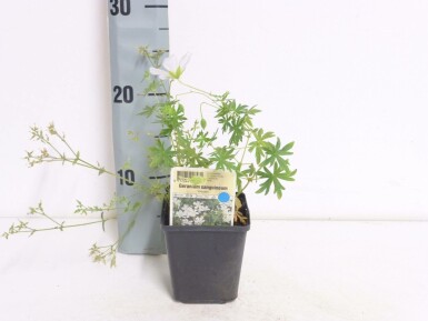 Geranium sanguineum 'Album' Blodnäva i kruka Geranium sanguineum 'Album'