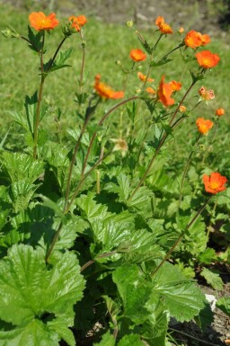 Geum coccineum 'Borisii' Röd nejlikrot i kruka Geum coccineum 'Borisii'