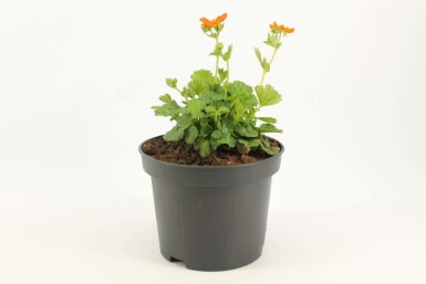 Geum coccineum 'Borisii' Röd nejlikrot i kruka Geum coccineum 'Borisii'