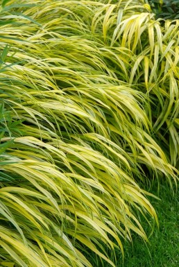Hakonechloa macra 'Aureola' Hakonegräs i kruka Hakonechloa macra 'Aureola'