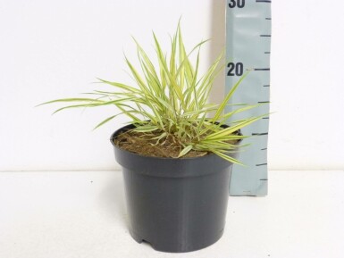 Hakonechloa macra 'Aureola' Hakonegräs i kruka Hakonechloa macra 'Aureola'