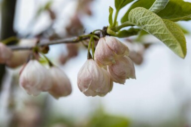 Halesia carolina Snödroppsträd i kruka Halesia carolina buske