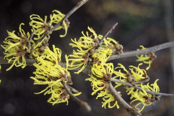 Hamamelis intermedia 'Arnold Promise' buske