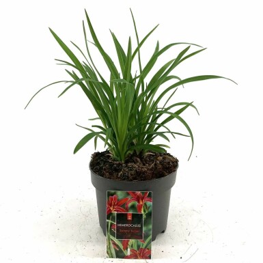 Hemerocallis 'Sammy Russell' Dagliljor i kruka Hemerocallis 'Sammy Russell'