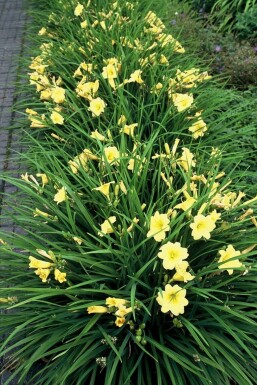 Hemerocallis 'Stella de Oro' Daglilja i kruka Hemerocallis 'Stella de Oro'