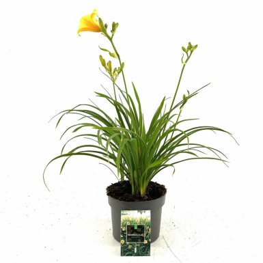 Hemerocallis 'Stella de Oro' Daglilja i kruka Hemerocallis 'Stella de Oro'