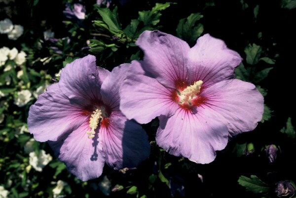 Hibiscus syriacus 'Oiseau Bleu' buske