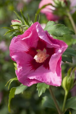 Hibiscus syriacus 'Pink Giant' Frilandshibiskus i kruka Hibiscus syriacus 'Pink Giant' buske