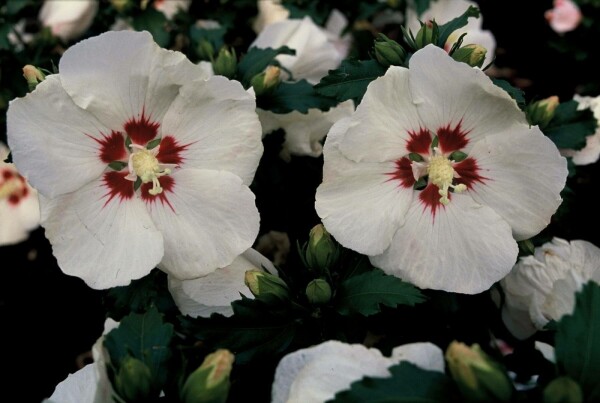 Hibiscus syriacus 'Red Heart' buske