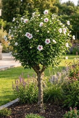 Hibiscus syriacus 'Red Heart' buske 60-70 cm