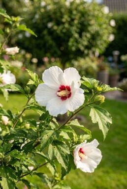 Hibiscus syriacus 'Red Heart' buske 60-70 cm