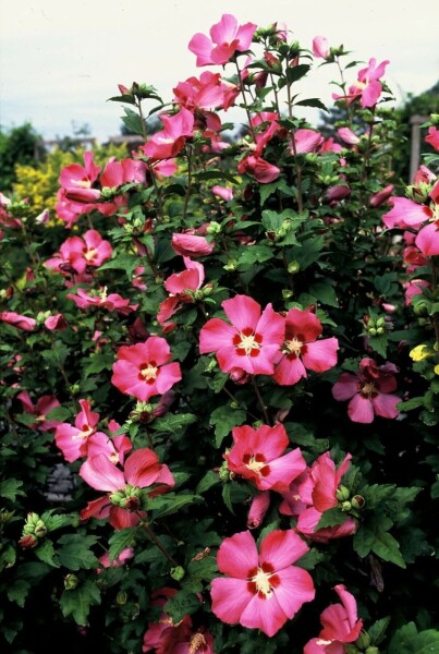 Hibiscus syriacus 'Woodbridge' C10 60-80