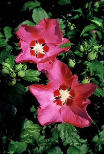 Hibiscus syriacus 'Woodbridge' buske