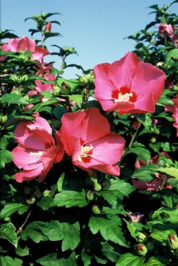 Hibiscus syriacus 'Woodbridge' C10 60-80