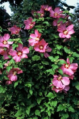 Hibiscus syriacus 'Woodbridge' C10 60-80