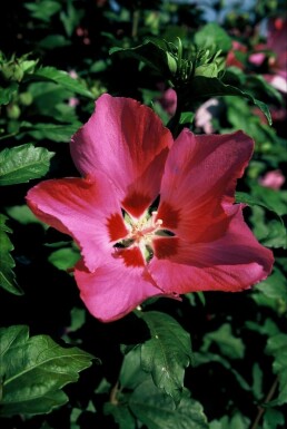 Hibiscus syriacus 'Woodbridge' C10 60-80