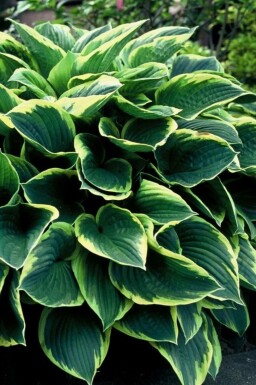 Hosta fortunei 'Aureomarginata' Blomsterfunkia i kruka Hosta fortunei 'Aureomarginata'