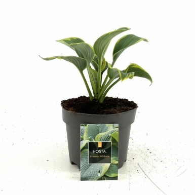 Hosta sieboldiana 'Frances Williams' Daggfunkia i kruka Hosta sieboldiana 'Frances Williams'