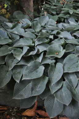 Hosta tardiana 'Halcyon' Blåfunkia i kruka Hosta tardiana 'Halcyon'