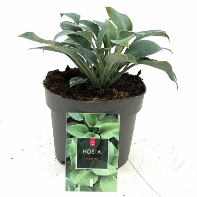 Hosta tardiana 'Halcyon' Blåfunkia i kruka Hosta tardiana 'Halcyon'
