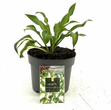 Hosta undulata 'Mediovariegata' Brokfunkia i kruka Hosta undulata 'Mediovariegata'