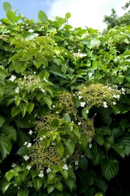 Hydrangea anomala subsp. petiolaris Klätterhortensia i kruka Hydrangea anomala subsp. petiolaris buske