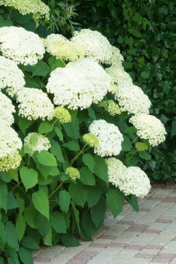 Hydrangea arborescens 'Annabelle' Vidjehortensia i kruka Hydrangea arborescens 'Annabelle' buske